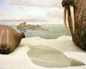 Image of Walrus Diorama, Museum of Natural History, NYC