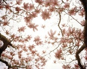 Image of Magnolia Trees, Brooklyn Botanic Garden