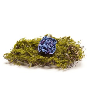 Image of Blue+Berry