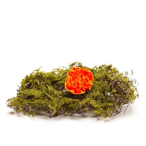 Image of Orange Flame