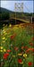 Image of Springtime In Beavertown II