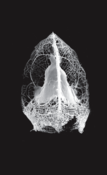 Image of CETACEA - Glyphs CS