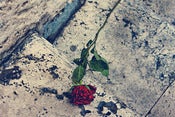Image of A rose that grew from concrete..