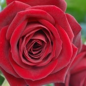 Image of Red Roses 