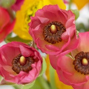 Image of Ranunculus 1 