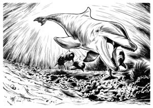 Image of Original: Tursiops Truncatus