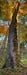 Image of "The Maple" - 9224
