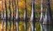 Image of "Cypress Reflections" - 3872