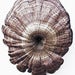 Image of Crater – Trametes Versicolor<br><span style="font-weight:normal"><em>by Francis Ooi</em></span>