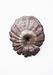 Image of Crater – Trametes Versicolor<br><span style="font-weight:normal"><em>by Francis Ooi</em></span>