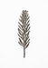 Image of Chandelier-Bryophyllum Tubiflorum<br><span style="font-weight:normal"><em>by Francis Ooi</em></span>