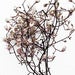 Image of Delicate - Sterculla Monosperma<br><span style="font-weight:normal"><em>by Francis Ooi</em></span>