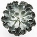 Image of Enlightenment - Echeveria<br><span style="font-weight:normal"><em>by Francis Ooi</em></span>