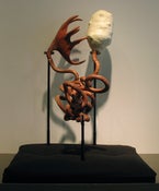 Image of tosionspecimin