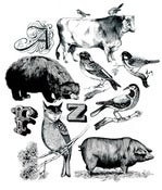 Image of 1DesenhoPorDia