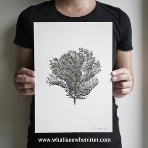 Image of Oriental - Thuja Orientalis<br><span style="font-weight:normal"><em>by Francis Ooi</em></span>