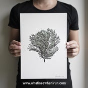 Image of Oriental - Thuja Orientalis