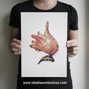 Image of Flame - Spathodea Campanulata