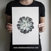 Image of Enlightenment - Echeveria