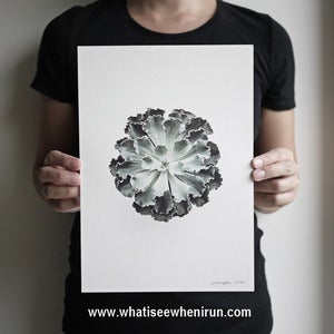 Image of Enlightenment - Echeveria