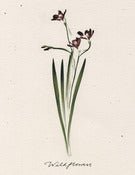Image of Wildflowers