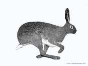 Image of Running Hare - Limited Edition linocut print