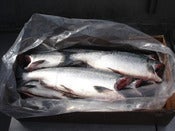 Image of Base Order:: fresh Whole Dressed Copper River Sockeye Salmon