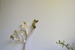 Image of Jade plant