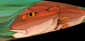 Image of ROJO