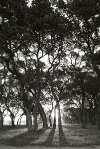 Image of Texas sun