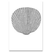 Image of Shell