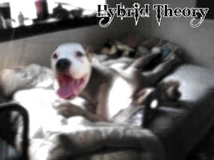 Image of I Am God - "Hybrid Theory" SSRTC-023 May 2012
