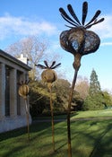Image of Tom Hare's Poppy Seed Heads