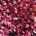 Image of Beetroot – Bull's blood 