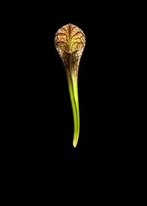 Image of Meat eating plant - 1