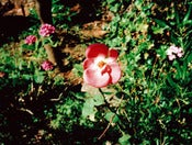 Image of <i>good morning</i><br>6" x 8" print</br>