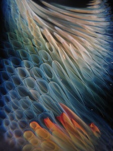 Image of Color Storm-Limited Edition Prints, Signed and Numbered!