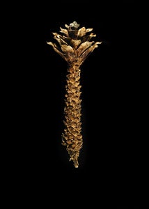 Image of Pine cone
