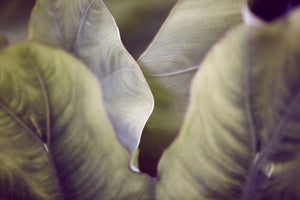 Image of Leaves