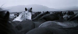 Image of Horses