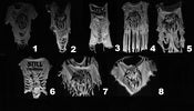 Image of Still Thrashing Shred Tops