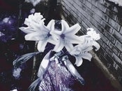Image of Flowers of Purgatory