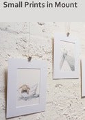 Image of Art Prints in Mount - Various Illustrations