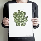 Image of Little Leaves - Peltophorum Pterocarpum