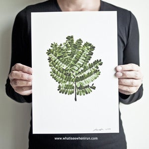 Image of Little Leaves - Peltophorum Pterocarpum