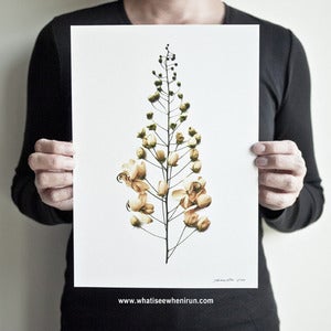 Image of Gentle - Cassia Fistula