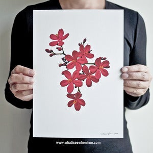 Image of Chinoiserie - Jatropha Integerrima