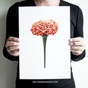 Image of Powder Puff - Tagetes Erecta