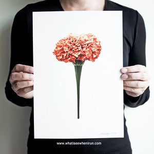 Image of Powder Puff - Tagetes Erecta