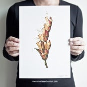 Image of Symphony - Sanchezia Speciosa
